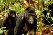 Gorily Kahuzi-Biéga