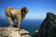 Gibraltarské opice